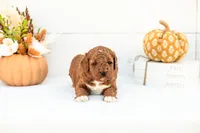 Abram - Mini, a male Goldendoodle for sale in Goshen, IN – 3 of 4