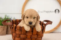 Emry - Medium, a male Goldendoodle for sale in Goshen, IN – 5 of 8
