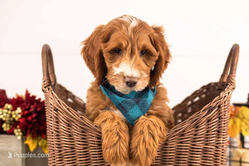 Abel - Medium – Goldendoodle puppy for sale in Goshen, IN