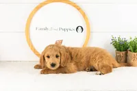 Putzie - Medium, a male Goldendoodle for sale in Goshen, IN – 2 of 10