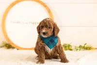 Kai - Mini, a male Miniature Goldendoodle for sale in Goshen, IN – 2 of 6