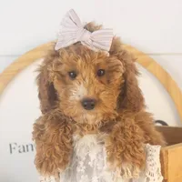 Chilli - Micro, a female Goldendoodle for sale in Goshen, IN – Photo 4 of 10