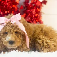 Chilli - Micro, a female Goldendoodle for sale in Goshen, IN – Photo 9 of 10