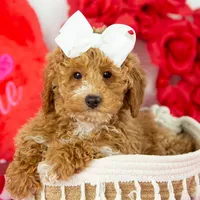 Chilli - Micro, a female Goldendoodle for sale in Goshen, IN – Photo 6 of 10