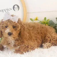 Chilli - Micro, a female Goldendoodle for sale in Goshen, IN – Photo 5 of 10