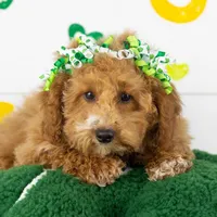 Chilli - Micro, a female Goldendoodle for sale in Goshen, IN – Photo 2 of 10