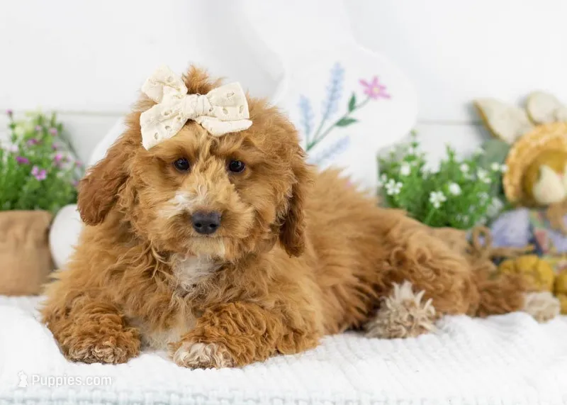 Chilli - Micro – Goldendoodle puppy for sale in Goshen, IN