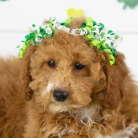 Chilli - Micro, a female Goldendoodle for sale in Goshen, IN – Photo 3 of 10