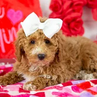 Chilli - Micro, a female Goldendoodle for sale in Goshen, IN – Photo 7 of 10