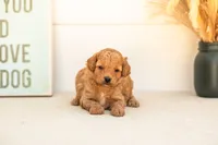 Mantis - Mini, a female Goldendoodle for sale in Goshen, IN – 1 of 4