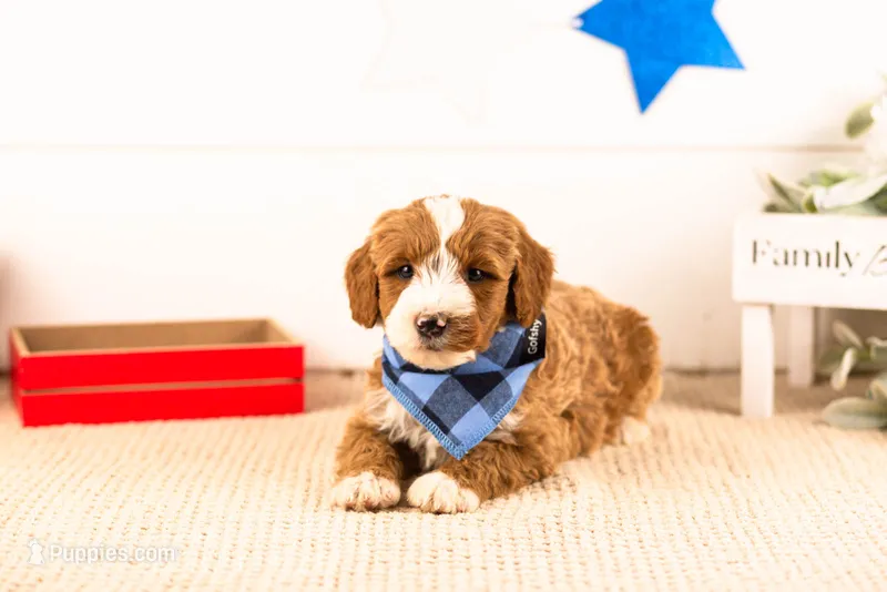 Horatio - Mini – Miniature Goldendoodle puppy for sale in Goshen, IN