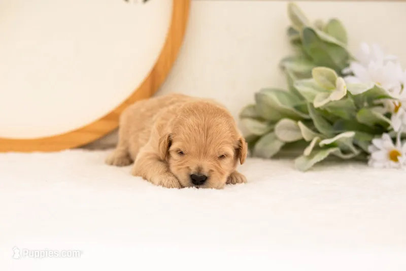 Emry - Medium – Goldendoodle puppy for sale in Goshen, IN