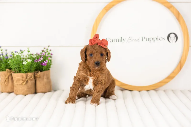 Lexy - Medium – Goldendoodle puppy for sale in Goshen, IN