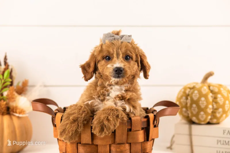 Katiedid - Mini – Goldendoodle puppy for sale in Goshen, IN