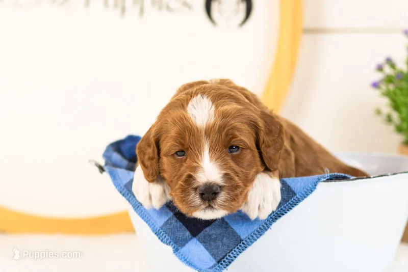 Havarti - Micro – Goldendoodle puppy for sale in Goshen, IN