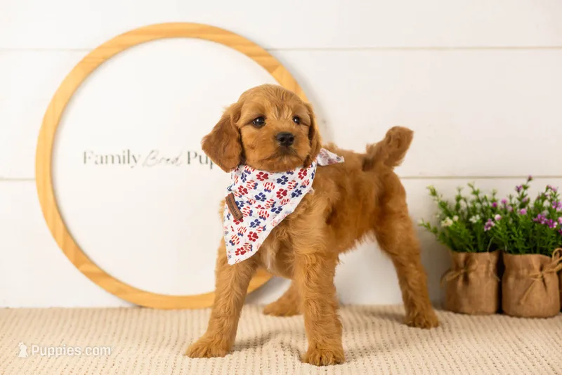 Bryce - Mini – Miniature Goldendoodle puppy for sale in Goshen, IN