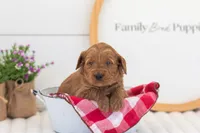 Molly - Mini, a female Miniature Goldendoodle for sale in Goshen, IN – 2 of 3
