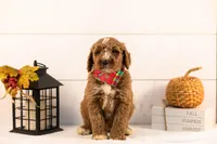 Alps - Medium, a male Goldendoodle for sale in Goshen, IN – 2 of 5
