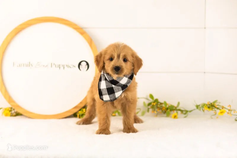 Elijah - Medium – Goldendoodle puppy for sale in Goshen, IN