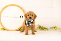 Elijah - Medium, a male Goldendoodle for sale in Goshen, IN – 1 of 9