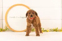 Lexy - Medium, a female Goldendoodle for sale in Goshen, IN – 2 of 10