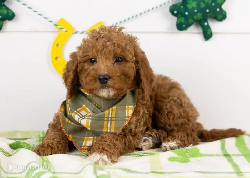 Ford - Micro – Goldendoodle puppy for sale in Goshen, IN
