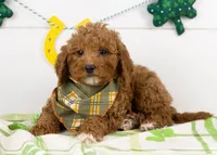 Ford - Micro, a male Goldendoodle for sale in Goshen, IN – Photo 1 of 6