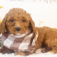 Ford - Micro, a male Goldendoodle for sale in Goshen, IN – Photo 6 of 6