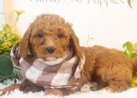 Ford - Micro, a male Goldendoodle for sale in Goshen, IN – Photo 4 of 4