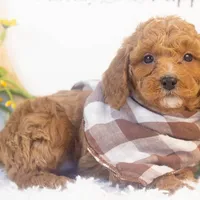 Ford - Micro, a male Goldendoodle for sale in Goshen, IN – Photo 4 of 6