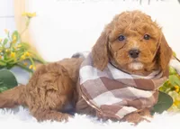 Ford - Micro, a male Goldendoodle for sale in Goshen, IN – Photo 2 of 4
