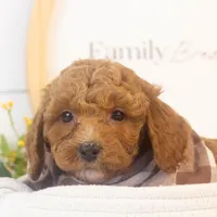 Ford - Micro, a male Goldendoodle for sale in Goshen, IN – Photo 3 of 6