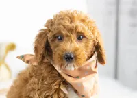 Ford - Micro, a male Goldendoodle for sale in Goshen, IN – Photo 1 of 7