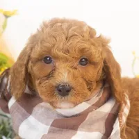 Ford - Micro, a male Goldendoodle for sale in Goshen, IN – Photo 5 of 6