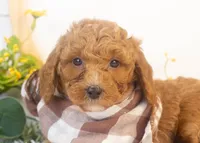 Ford - Micro, a male Goldendoodle for sale in Goshen, IN – Photo 3 of 4