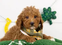 Ford - Micro, a male Goldendoodle for sale in Goshen, IN – Photo 2 of 6
