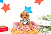 Chewie - Micro, a male Goldendoodle for sale in Goshen, IN – 4 of 4