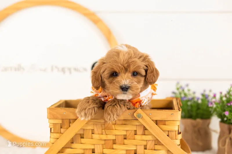 Cobalt - Micro – Goldendoodle puppy for sale in Goshen, IN