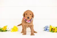 Cayenne - Medium, a male Goldendoodle for sale in Goshen, IN – Photo 1 of 3