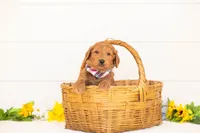 Cayenne - Medium, a male Goldendoodle for sale in Goshen, IN – Photo 3 of 3