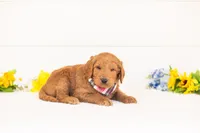Cayenne - Medium, a male Goldendoodle for sale in Goshen, IN – Photo 2 of 3