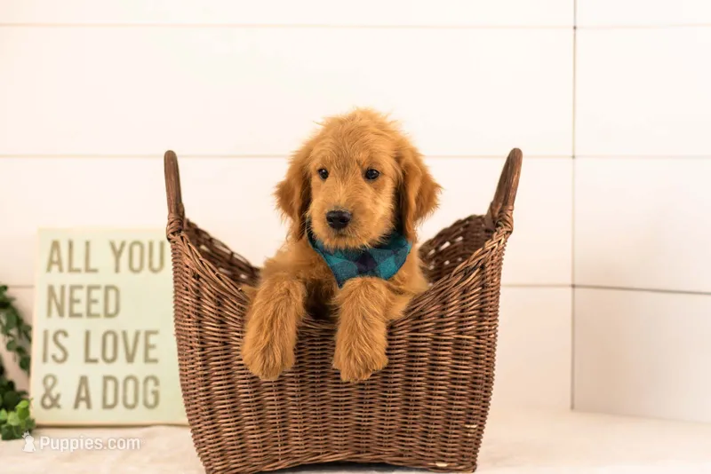 Evan - Medium – Goldendoodle puppy for sale in Goshen, IN
