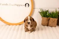 Lanie - Medium, a female Goldendoodle for sale in Goshen, IN – 3 of 4