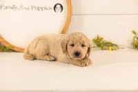 Chip - Medium, a male Goldendoodle for sale in Goshen, IN – 3 of 4