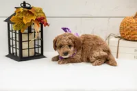 Fuji - Micro, a male Goldendoodle for sale in Goshen, IN – 2 of 4