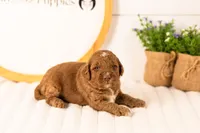 Layla - Medium, a female Goldendoodle for sale in Goshen, IN – 4 of 4