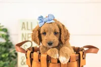 Odessa - Medium, a female Goldendoodle for sale in Goshen, IN – 5 of 10