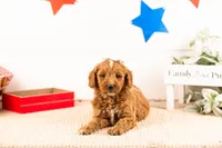 Rosalind - Mini, a female Miniature Goldendoodle for sale in Goshen, IN – 4 of 6