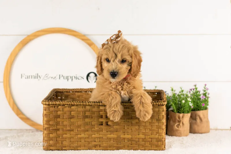 Marty -  Medium – Goldendoodle puppy for sale in Goshen, IN