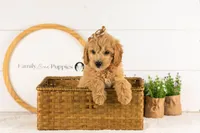 Marty -  Medium, a female Goldendoodle for sale in Goshen, IN – 1 of 10